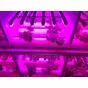  Светильник светодиодный для растений PPG T8i- 1200 Agro 16Вт