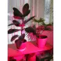 Светодиодная лампа для растений «Алмаз-7»